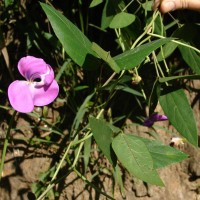 Vigna vexillata (L.) A.Rich.